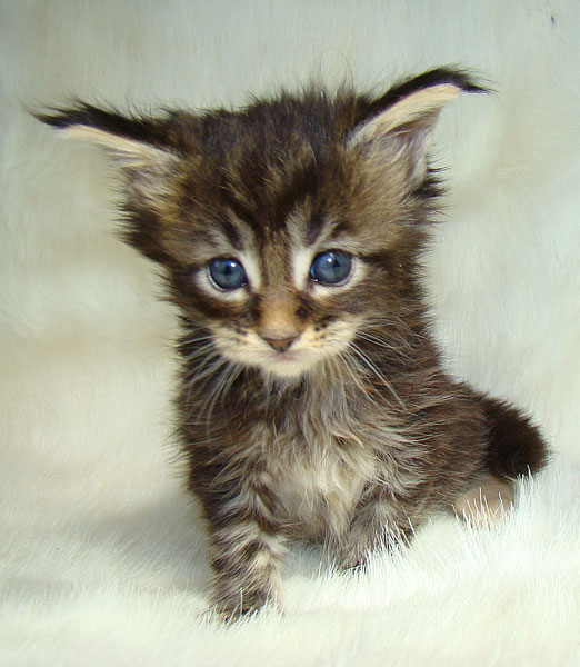     Catsvill County!   !    !       !!!    Catsvill County +7-926-544-74-09     .   ,   ,   ,    ,   ,  ,     ,   -,    ,   !